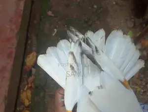 Pigeons
