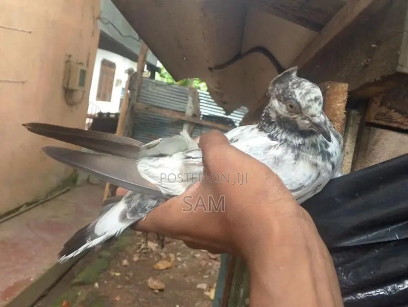 Pigeons