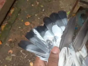 Pigeons