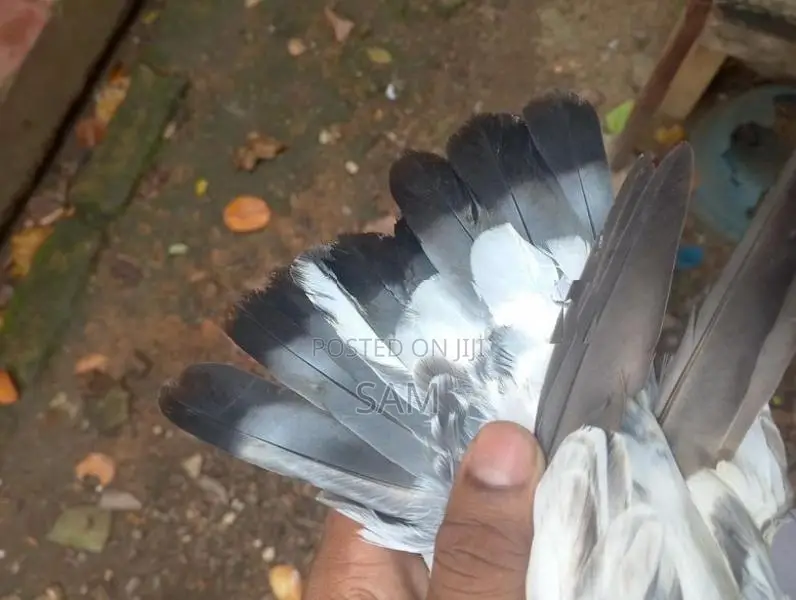 Pigeons