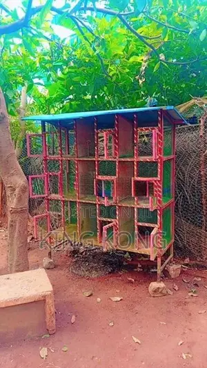 box kudu