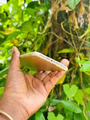 Apple iPhone 7 Plus (Used)