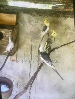 Cockatiel Bird
