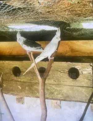 Cockatiel Bird