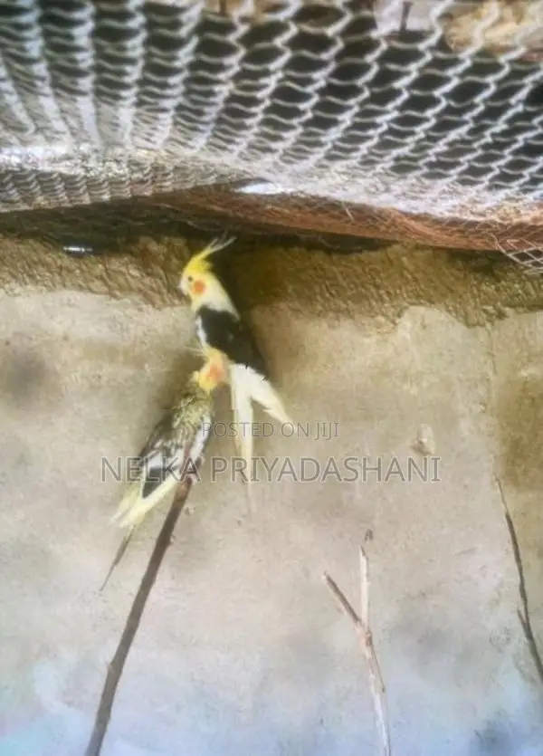 Cockatiel Bird