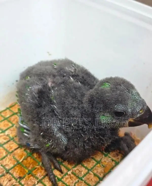 Eclectus Bird chicks