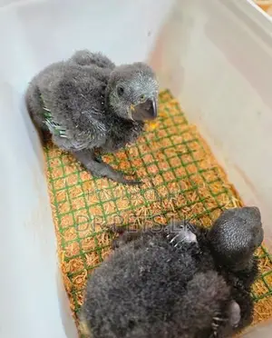 Eclectus Bird chicks