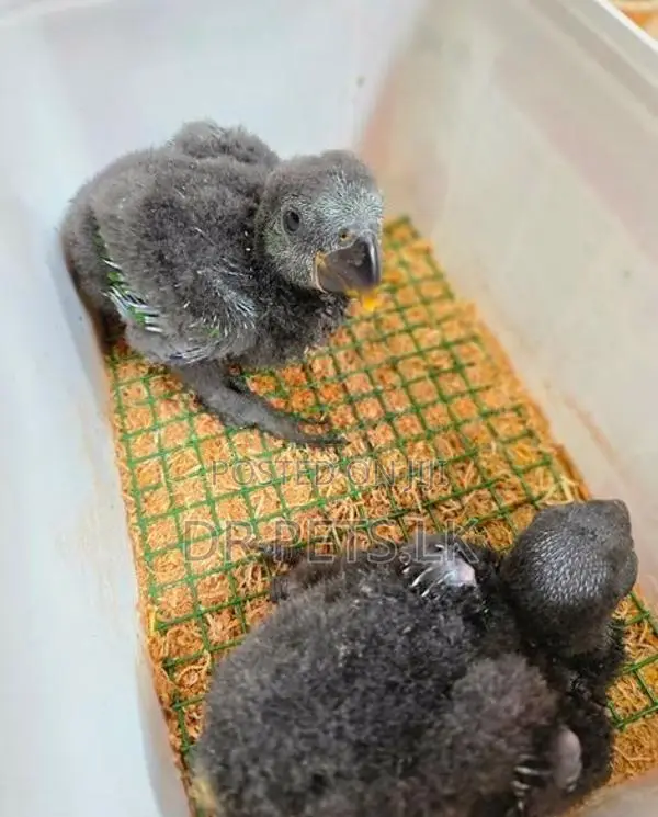 Eclectus Bird chicks