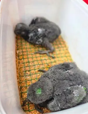 Eclectus Bird chicks