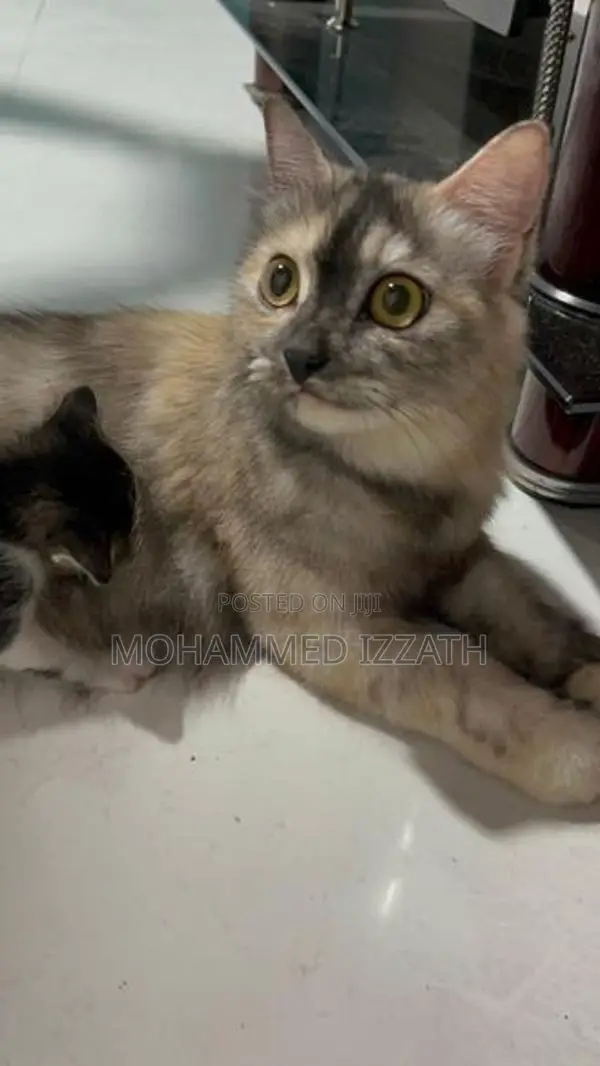 Persian Cat with Kittens