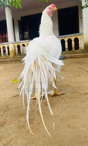 Parrot Beak Long Tail Aseel