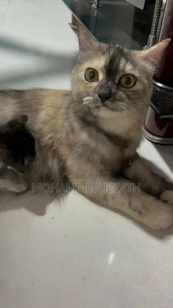 Persian Cat with Kittens