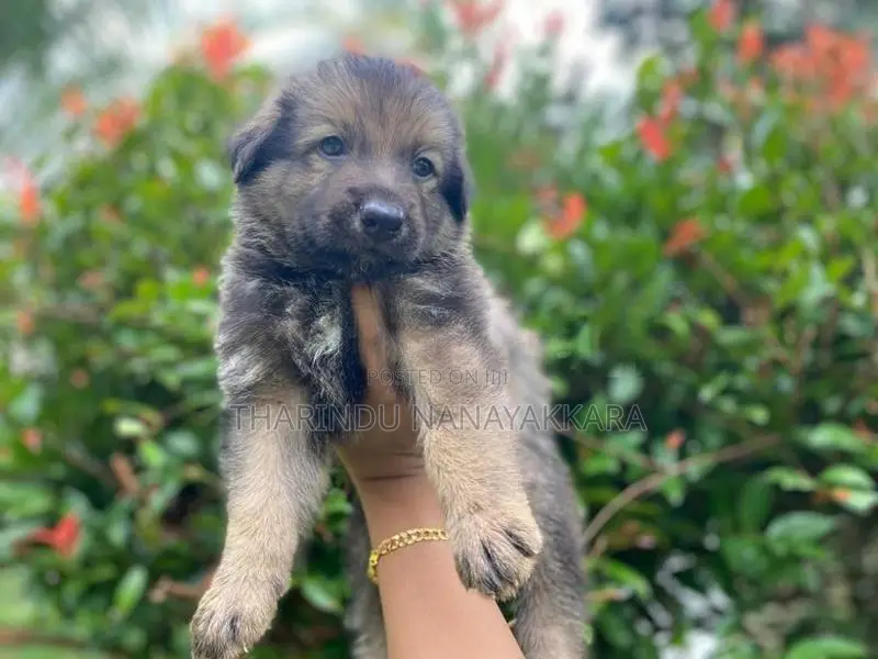 Germansheprd Puppy