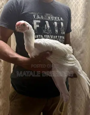 Parrot Beak Long Tail Aseel