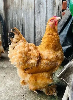 Brahma Kadaknath Chicken