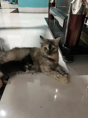 Persian Cat with Kittens