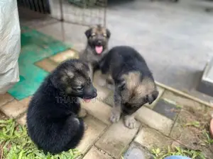 Germansheprd Puppy