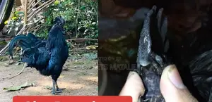 Brahma Kadaknath Chicken