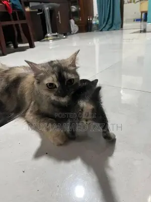 Persian Cat with Kittens
