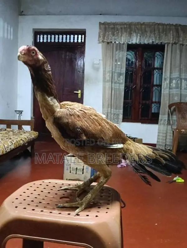 Parrot Beak Long Tail Aseel