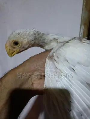 Parrot Beak Long Tail Aseel