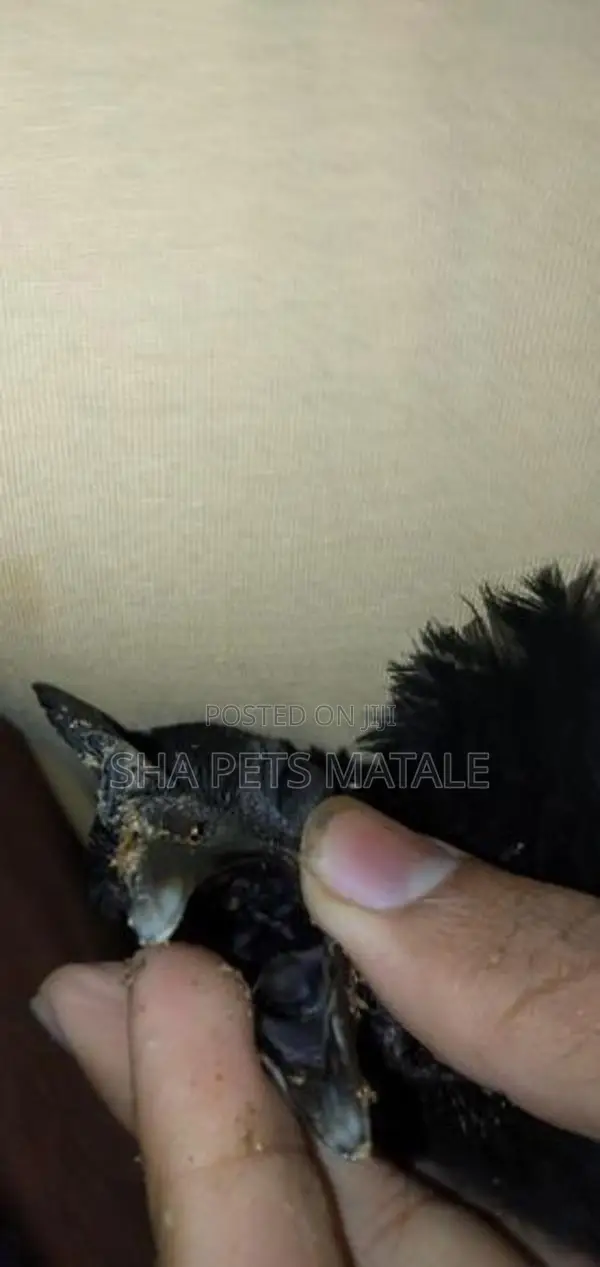 Brahma Kadaknath Chicken