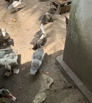 ducks