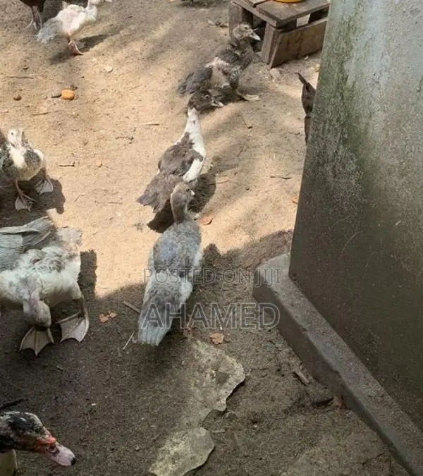ducks