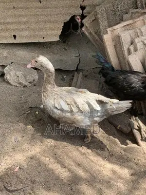 ducks