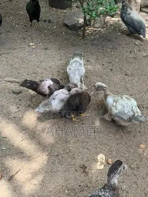 ducks