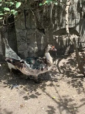 ducks