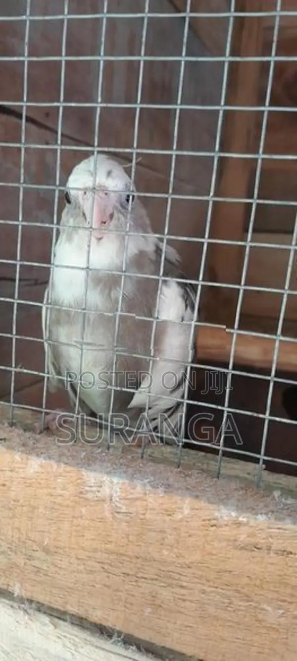 Cockatiel Bird