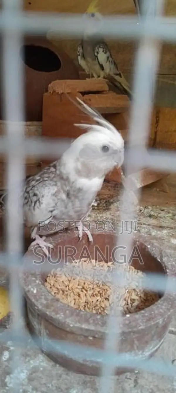 Cockatiel Bird
