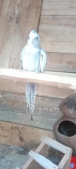 Cockatiel Bird