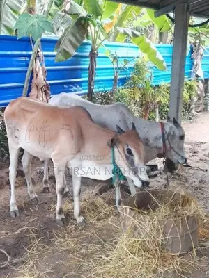 Farm Cow