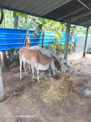 Farm Cow