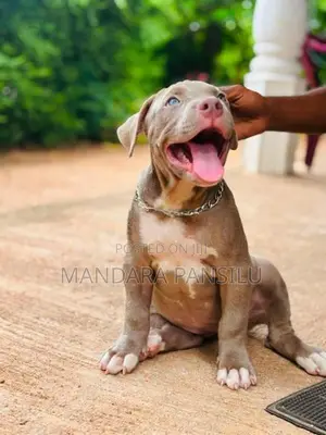 ඇමරිකන් බුලි පැටවුන්
