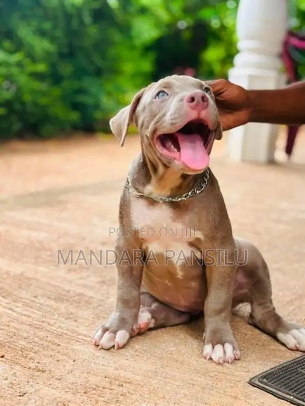 ඇමරිකන් බුලි පැටවුන්
