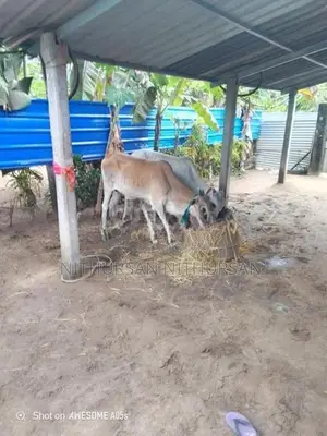 Farm Cow