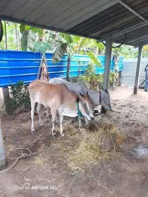 Farm Cow