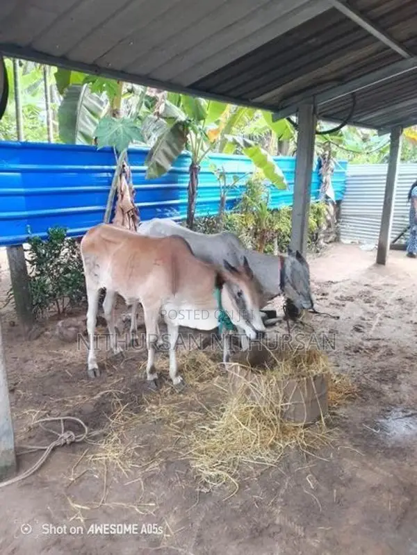 Farm Cow