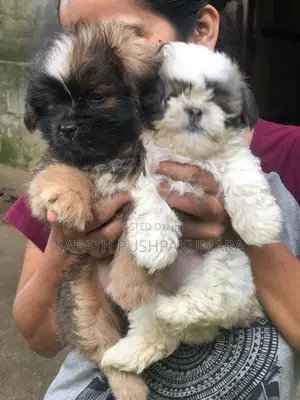 Shih Tzu Puppy