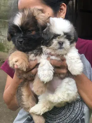 Shih Tzu Puppy