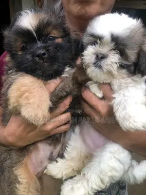 Shih Tzu Puppy