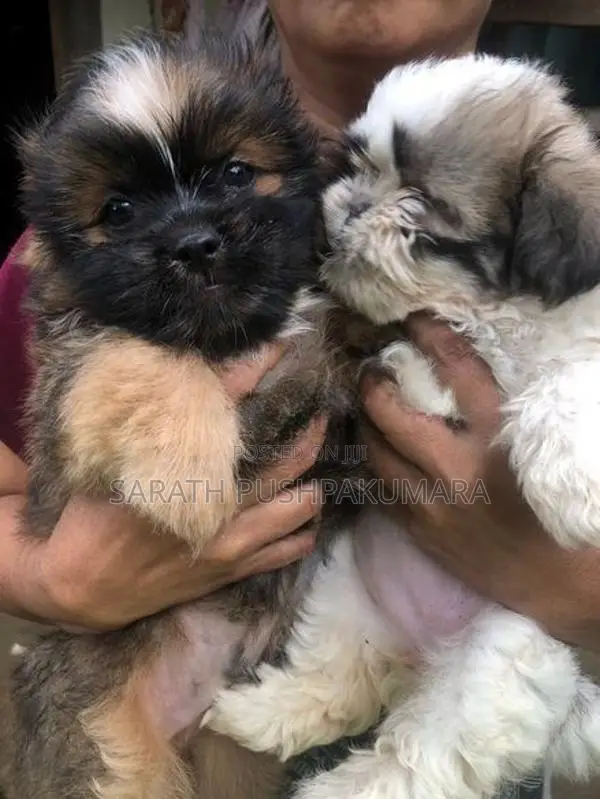 Shih Tzu Puppy