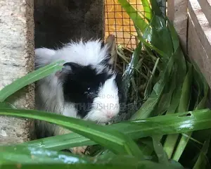 Guinea Pigs