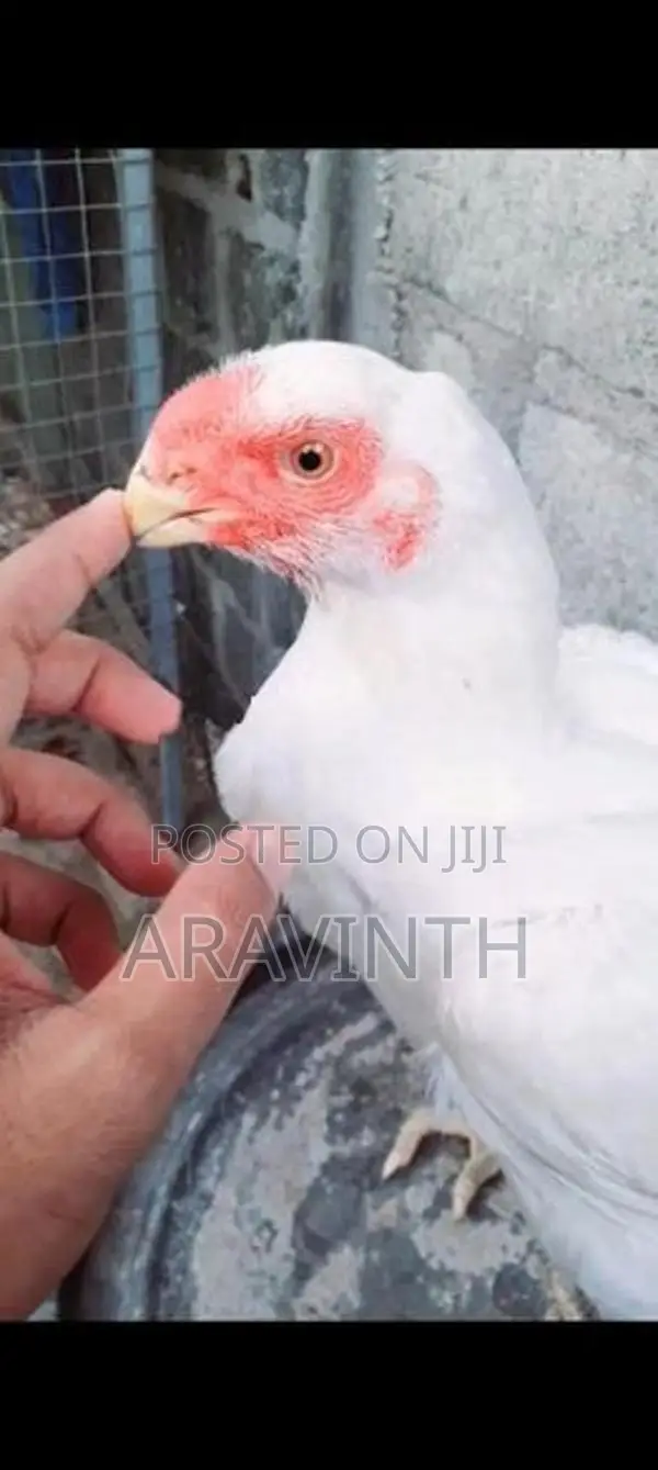 Parrot Beak Long Tail Rooster