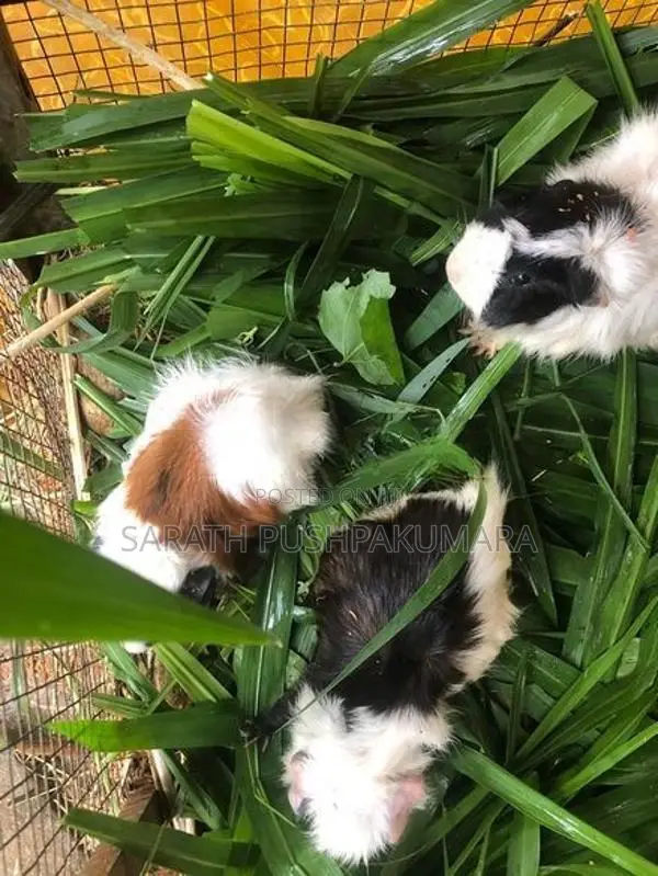 Guinea Pigs