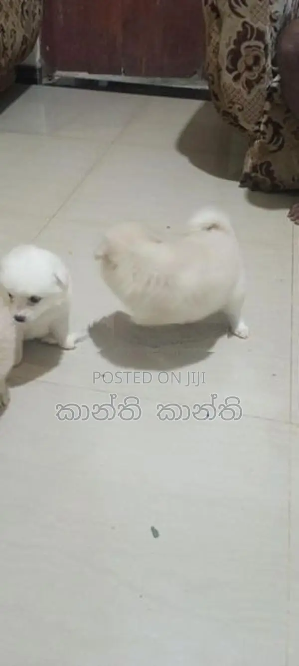 pomaneriyan