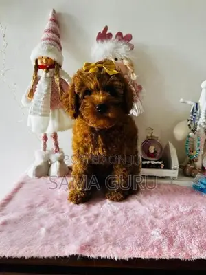 Toy poodle puppy